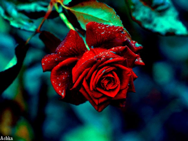 file_92469452