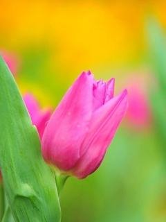 tulips slide 5 pictures-