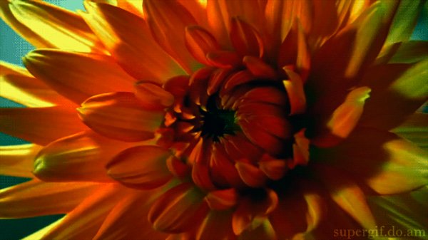 Цветок распускается