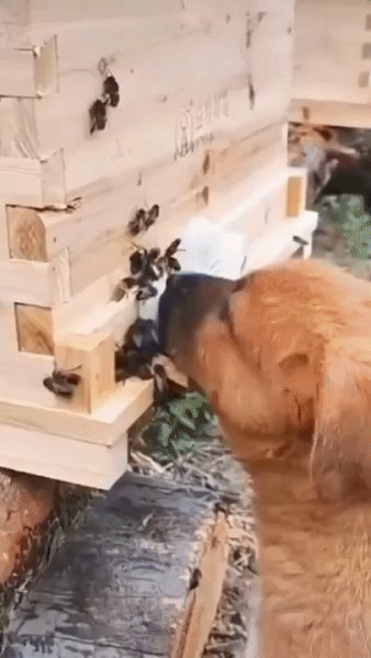 Лизнули медку