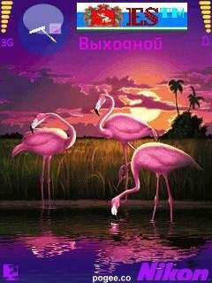Pink Flamingo