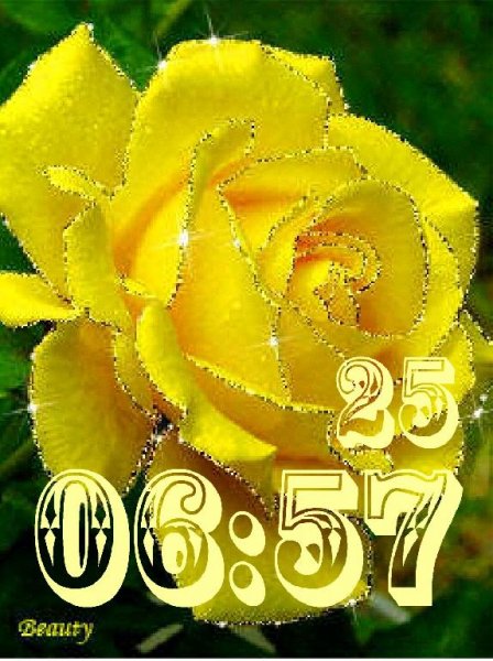 Чайная роза