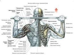 Брусья и турник. Отжимания и подтягивани