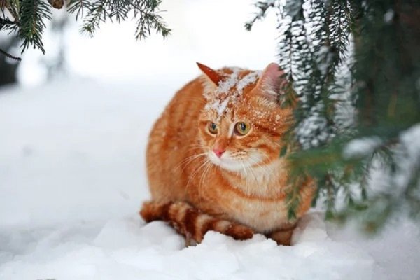 Кот на снегу