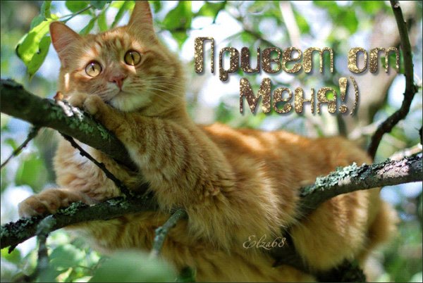 Привет от меня!