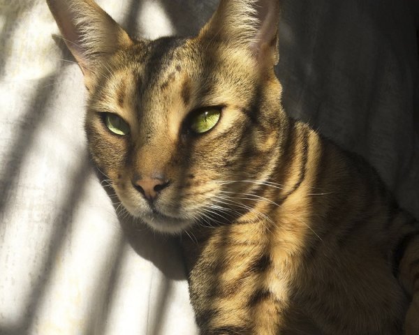 Чаузи (хауси) (6)