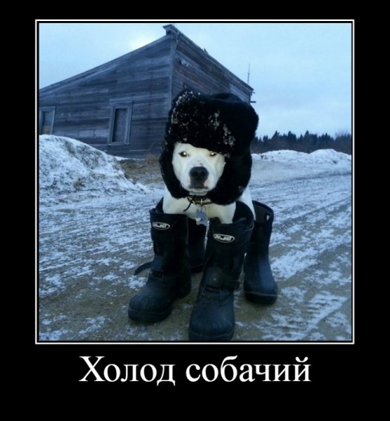 Холод собачий