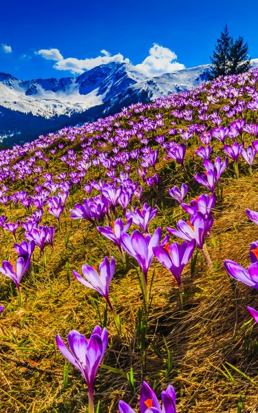 Spring Crocuses Mountains Scenery 519176 1200x1920