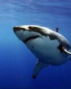 shark