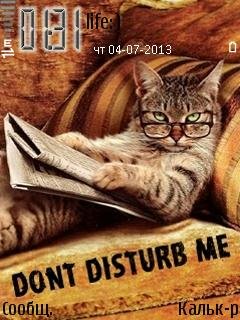 Котик красивый