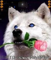 Volf and roza 20 12