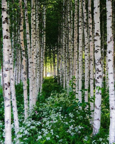 Берёзы.... красота!