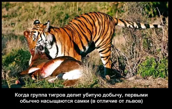 Тигр 9