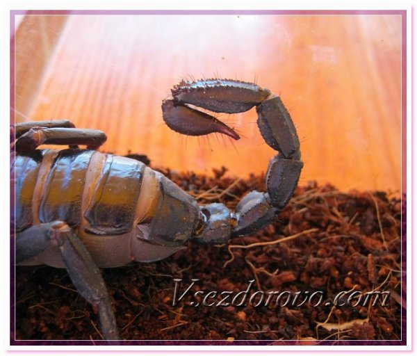 Atejev Aleksej Grigorevich - Skorpion na