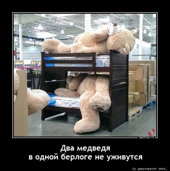 Два медведя в одной берлоге не уживутся