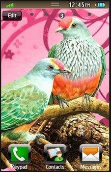 birds