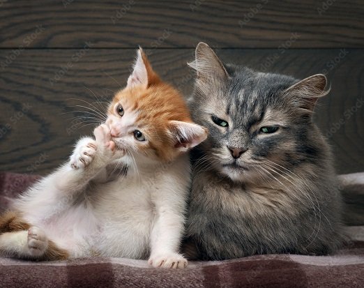 Котёнок и кошка