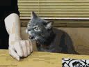 Котэ