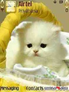Cati
