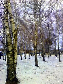 birch winter