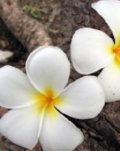 magnolii