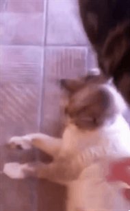 И меня погладь!