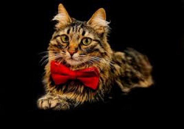 Кот с бабочкой.. (3)