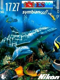 Dolphins