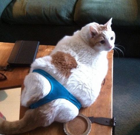 Котэ-стринги-4937288