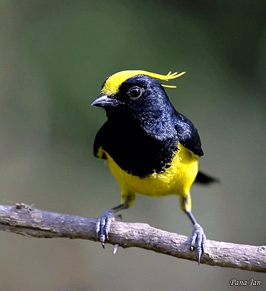 Золотохохлая синица