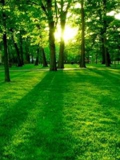Green theme nature