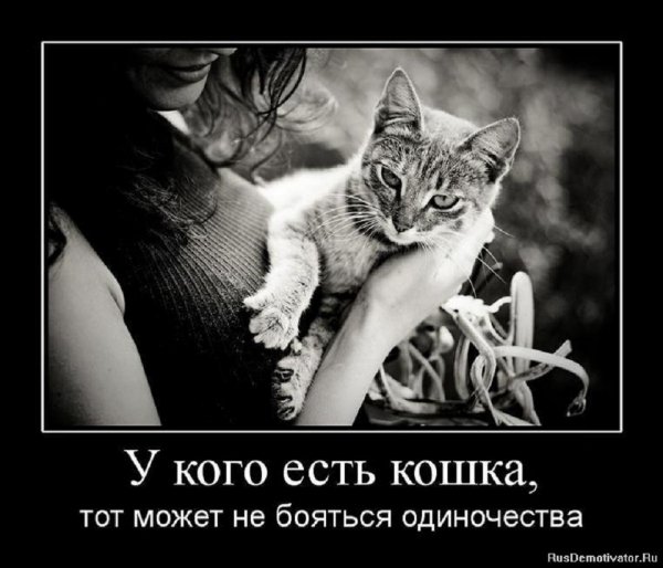 У кого есть кошка...