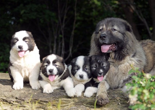 Болгарская овчарка (Каракачанская собака) (6)