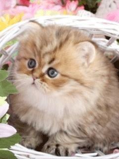 file_48081070