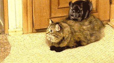 шиншилла, кошка и собака