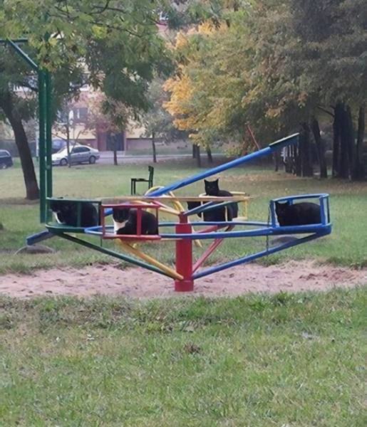 карусель котэ