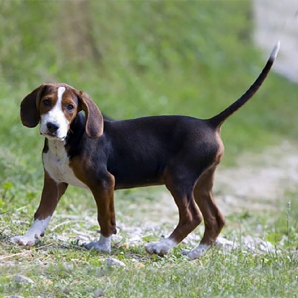 Немецкая гончая (2)