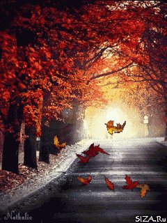 Осенняя аллея 10