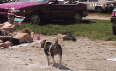 Bad doggy-