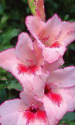 file_68766729