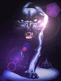 Panther1