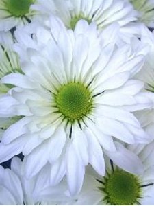 White Flowe Clock