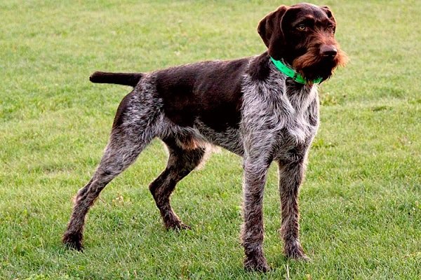 Немецкая жесткошерстная легавая (дратхаар). (2)