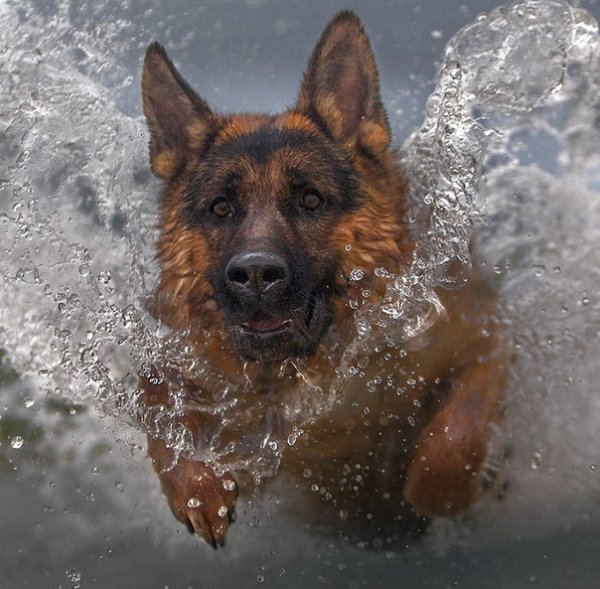 Грациозный красавец