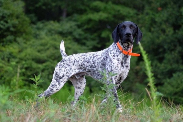 Курцхаар (13)