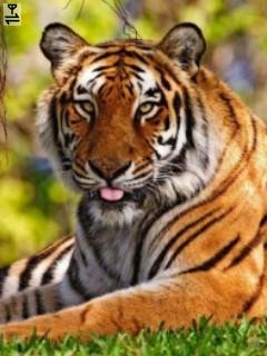 Tiger тигр красавец