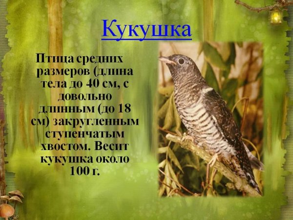 Рингтон - Кукушка