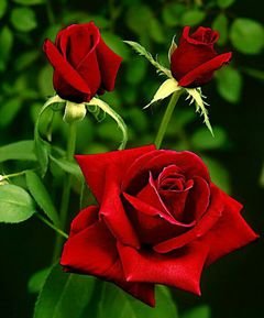 file_60402925