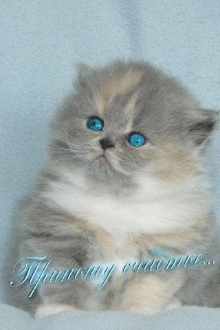 file_49690015
