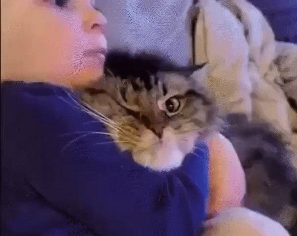 - Барсик, ты меня любишь? - Да у меня выбора нет...